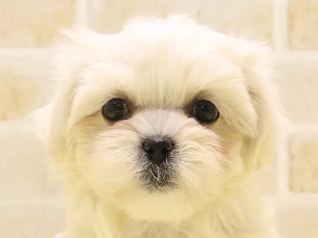 群馬県のハーフ犬・ミックス犬 (ペッツワン伊勢崎店/2025年5月4日生まれ/男の子/ホワイト)の子犬
